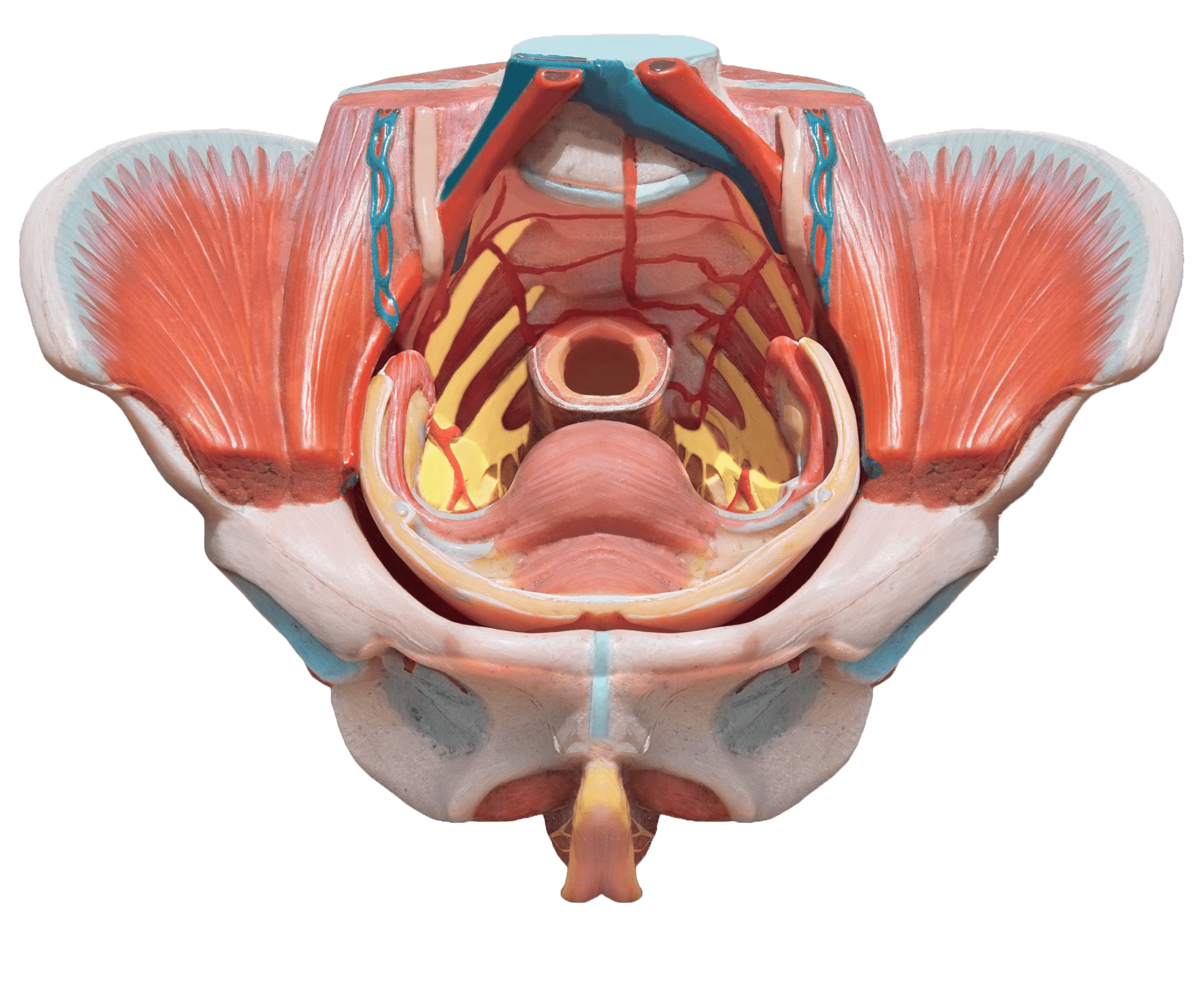 Pelvic Anatomy: Getting To Know Your Pelvis ⋆ Nurturance Health